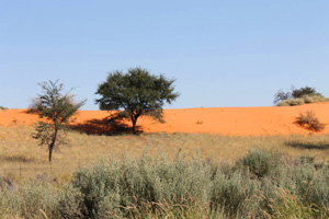 Il Kalahari namibiano